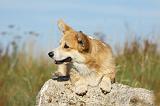 CORGI PEMBROKE 803